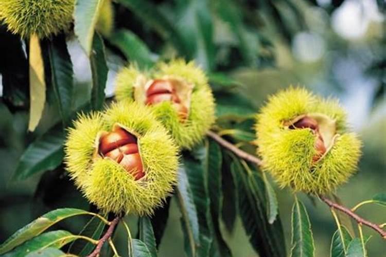 秋季板栗树施什么比例肥好