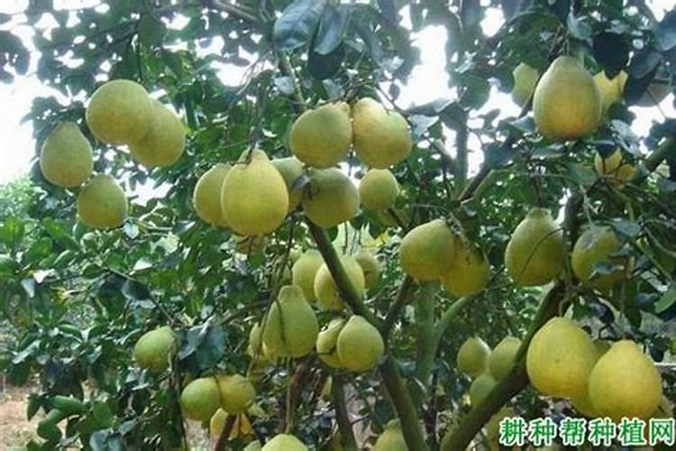 芸苔素的作用和使用方法 芸苔素如何分辨真假