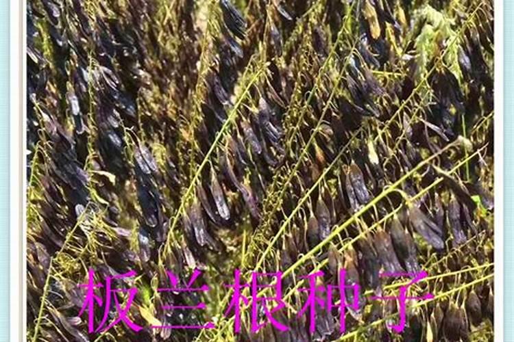板蓝根的种植方法 板蓝根怎么种植