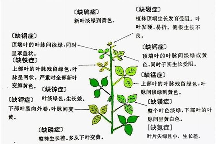 钙肥有哪些