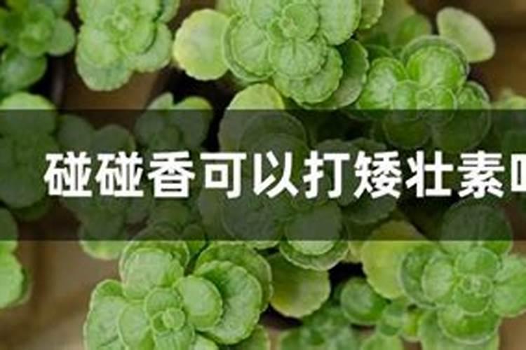 香菜被霜打了,叶子已经干枯了,有什么办法能解救,另外能促进生长