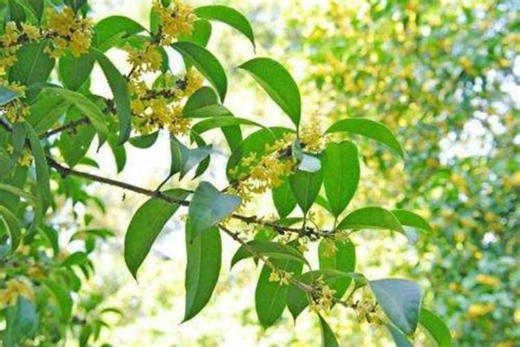 磷矿石价格高位盘踞:多家磷化工企业中报预增,股价上涨