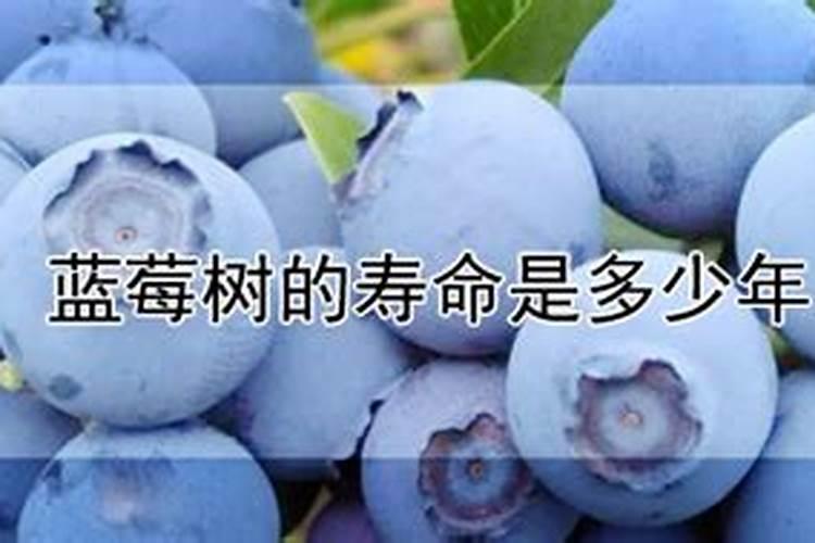 种蓝莓用什么肥料好