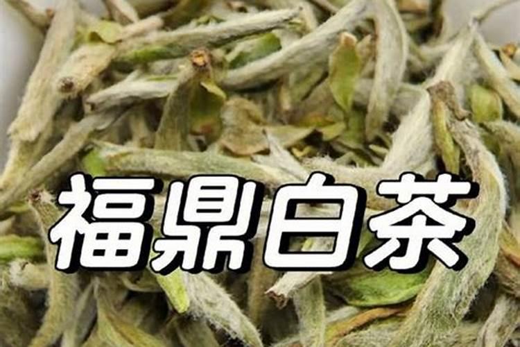 福鼎白茶施肥最佳时间
