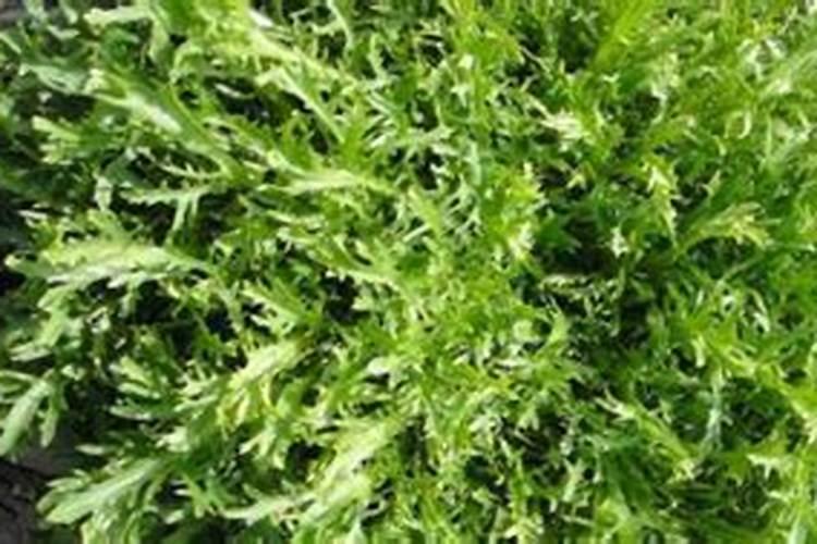 4月适合种什么蔬菜