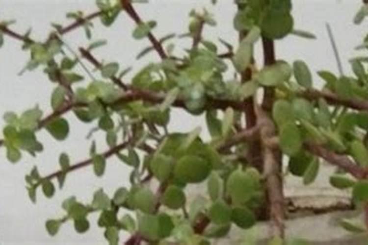 怎么调酸性水浇花？这方法亮了