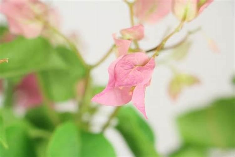 三角梅开花期间怎么施肥施什么肥 三角梅开花期间怎么施肥