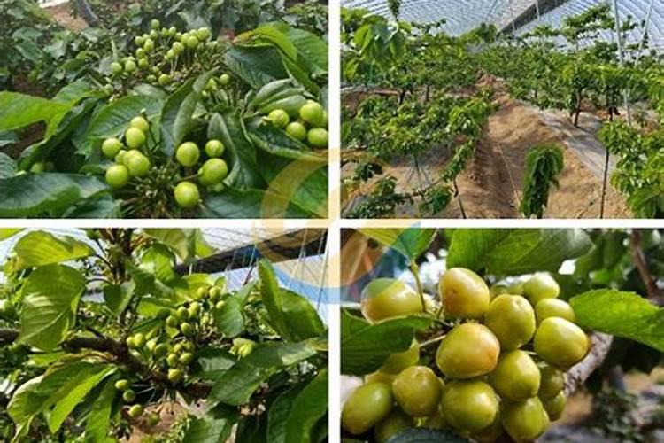 大豆使用氨基酸水溶肥后能带来哪些方面的作用