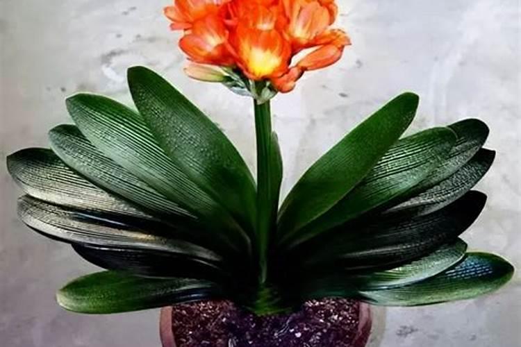 移植多久可以用磷肥 “移植后何时施用磷肥”