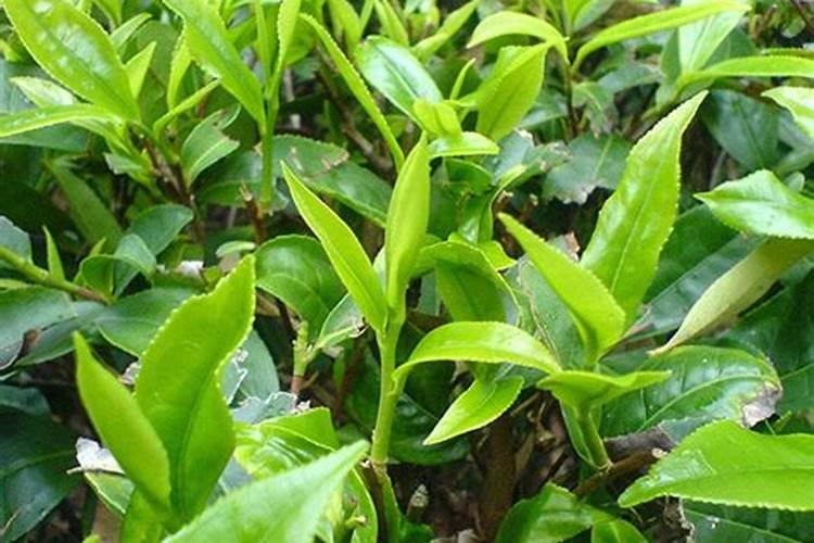 种山药的塑料槽 山药种植施什么肥