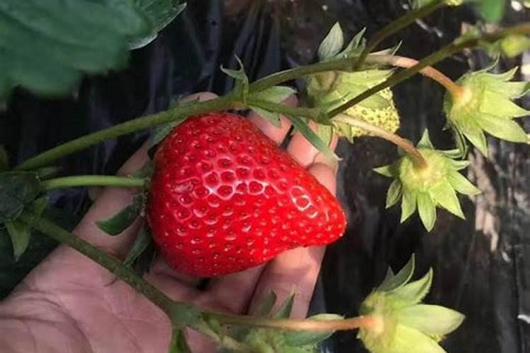 在草莓开花结果多次用磷酸二氢钾可以吗
