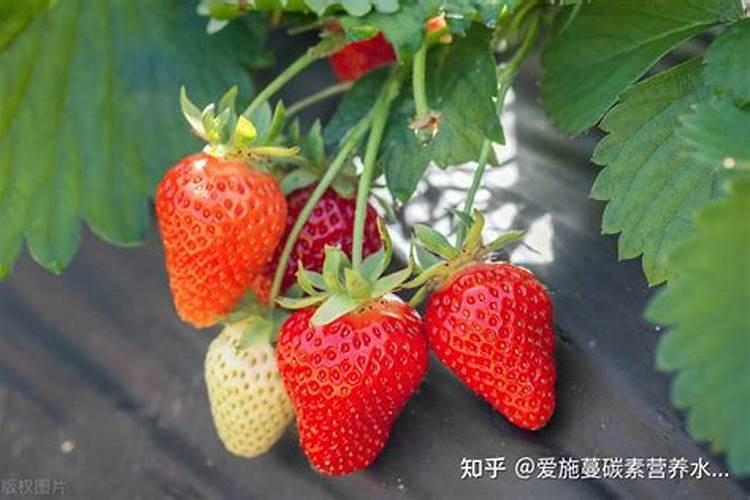 草莓花期可以打磷酸二氢钾吗