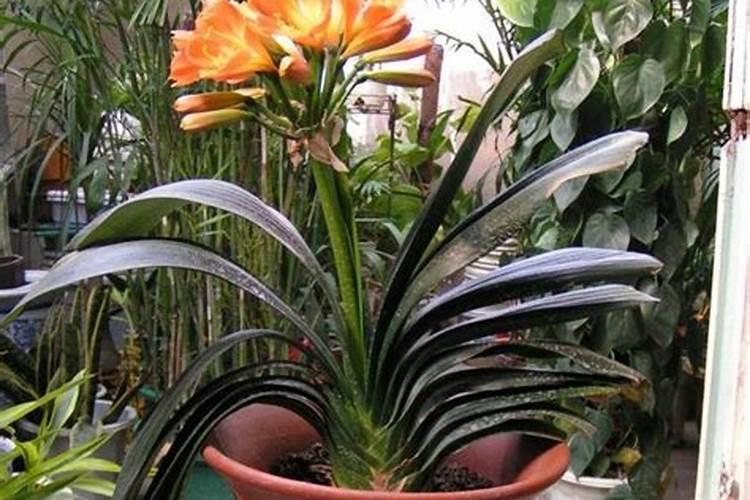 地瓜花怎么种植发芽快