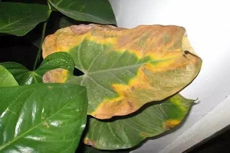 花椒树秋季施肥啥化肥最好？