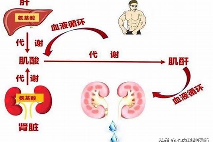 地瓜花怎么种植发芽快 地瓜花怎么栽