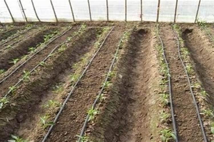 棉花种植常识中如何进行营养钵育苗苗床内温湿度调节及其管理？
