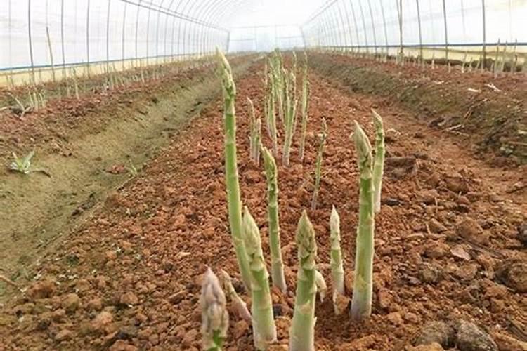 芦笋怎么种植方法