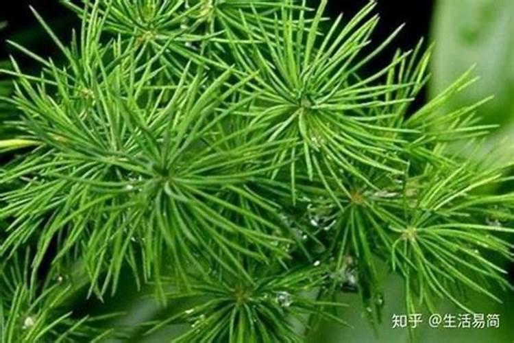 玉米硫酸钾好还是氯化钾好