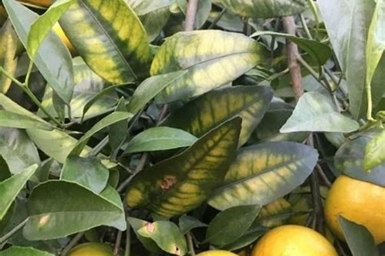 大豆是很喜欢施肥的作物,怎么知道大豆缺少什么肥呢？