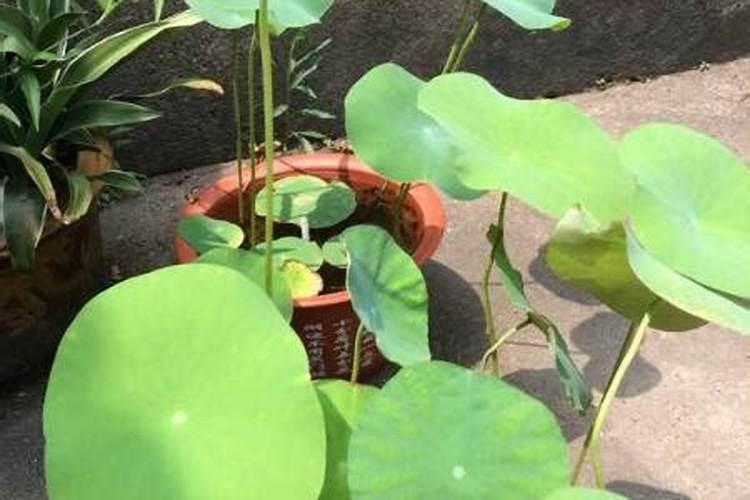沃柑挂果全年管理技术 沃柑挂果全年管理技术有什么
