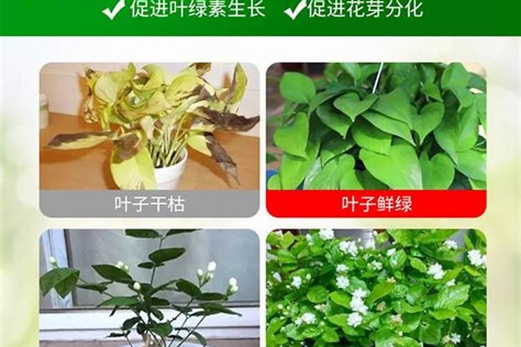 长寿花施什么肥好