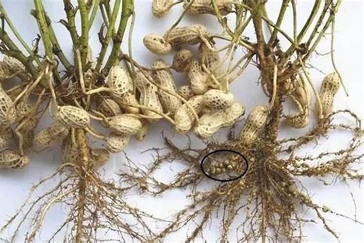 花生开花了要施什么肥