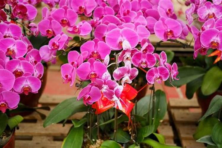 问下胡蝶兰用什么土养,用什么水浇？