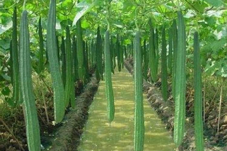 丝瓜控旺效果最好的药物