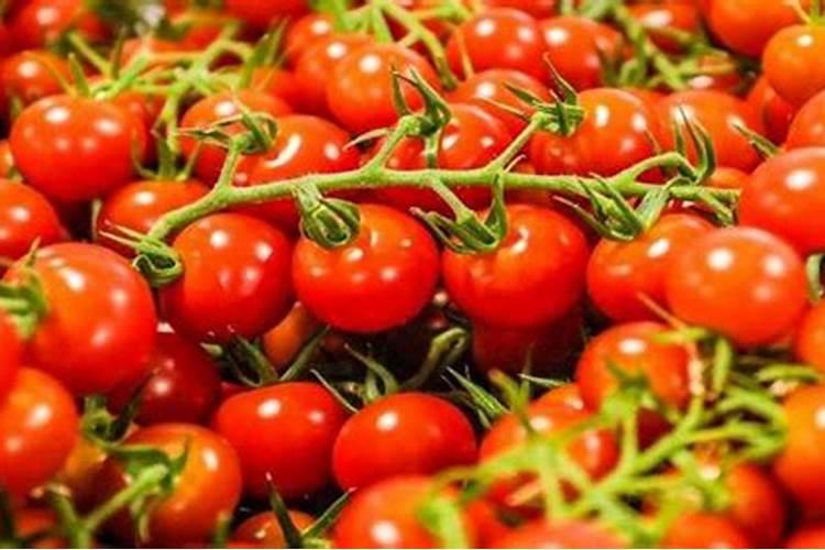种菜用什么肥料最好