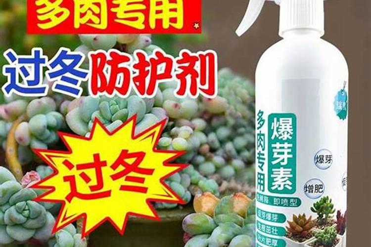 春天多肉植物施什么肥(春天多肉施什么肥好)
