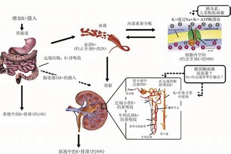 能够促进钾肥吸收的具体行动有哪些