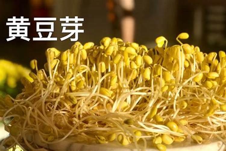 豆芽怎么种植最快
