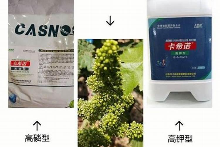 地下根茎块茎作物如何快速膨大？地下果实膨大增长小妙招!