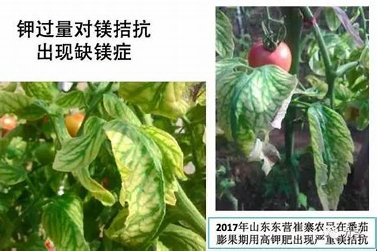 葡萄缺镁就不“美”了,钾肥太多易缺镁,这些补充方式可参考