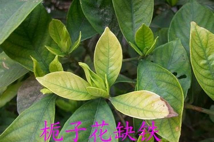 金正大48%控释肥出厂价多少钱