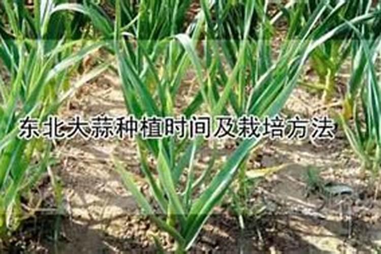 核桃树用什么肥料最好