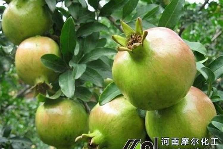 养的花不多,不想花钱买肥料,怎么养好花呢？