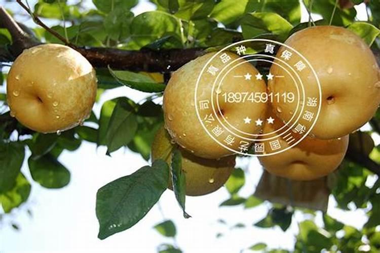 翠冠梨树根烧一烧会影响所结果子的口感吗？
