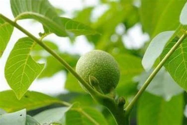 氮磷钾复合肥使用方法