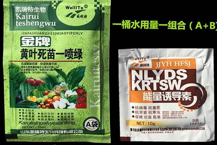 虎皮兰怎么叶子宽大(虎皮兰怎么叶子宽大一点)