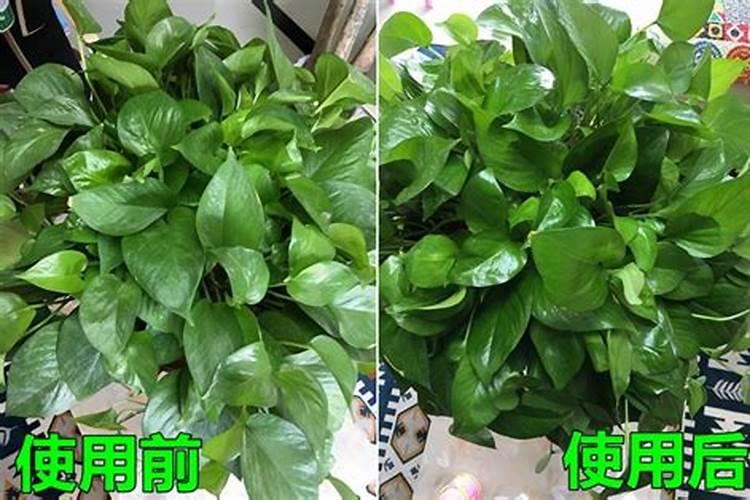 什么植物叶面肥变绿最快