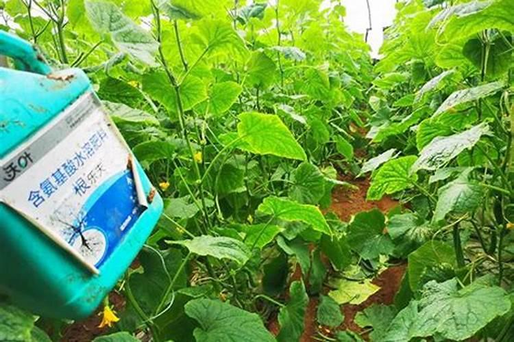 夏黑葡萄开花前期施啥肥最好