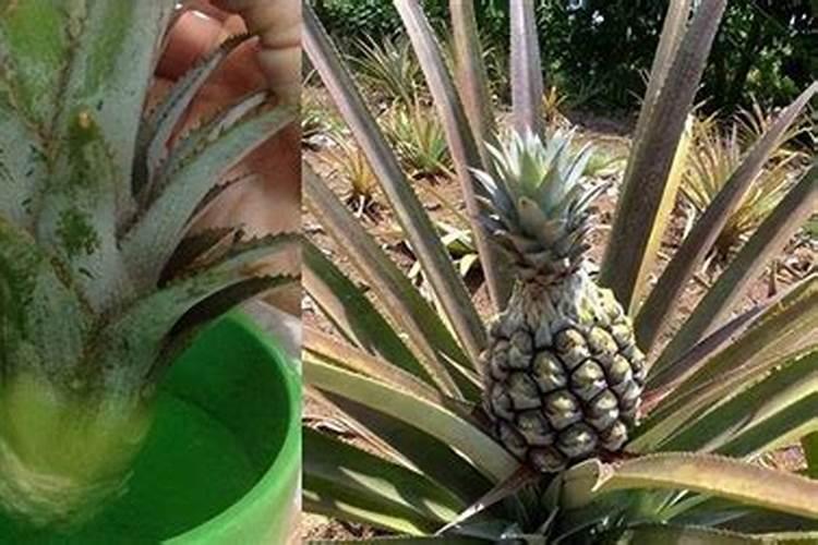 凤梨催花前需要打什么肥