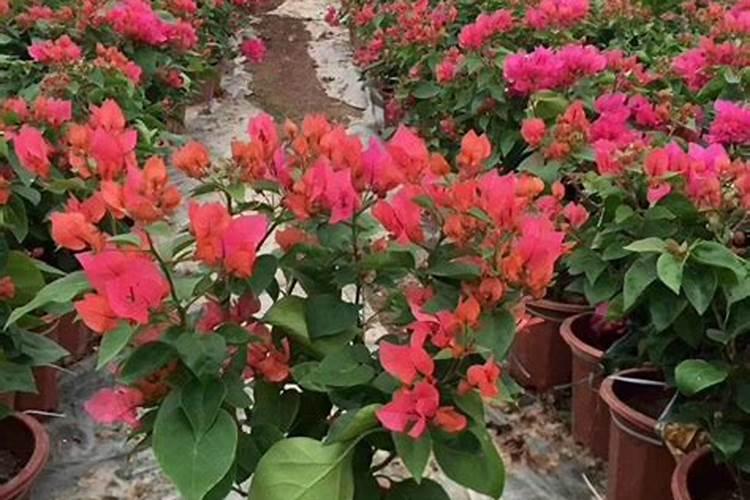 牡丹花夏季怎么施肥
