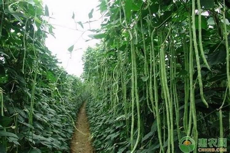 豆角几天一浇水几天一施肥