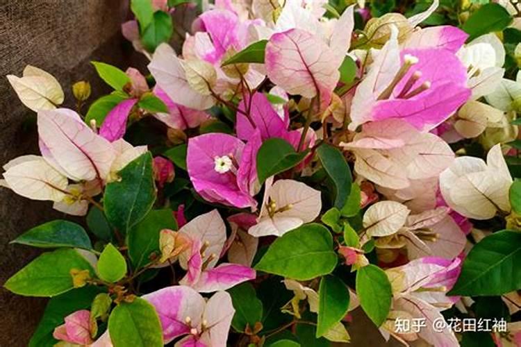 三角梅花期用施肥吗