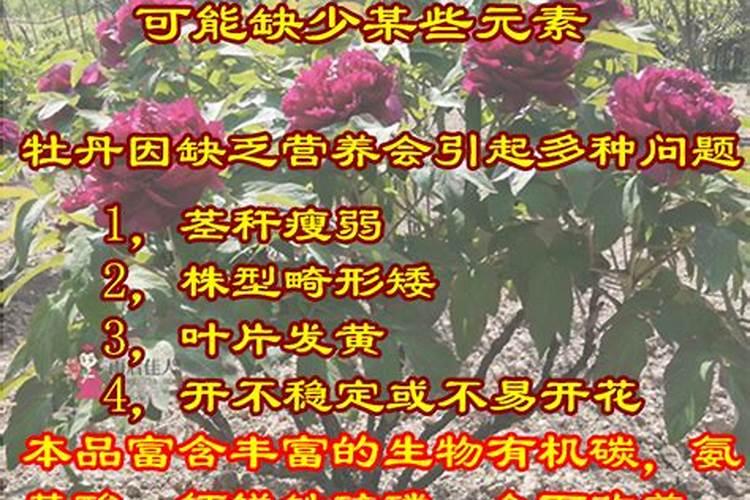 盆栽牡丹施什么肥