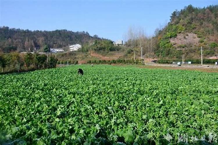 秋天种的豆角可以打尖吗 秋天种的豆角需要打尖吗