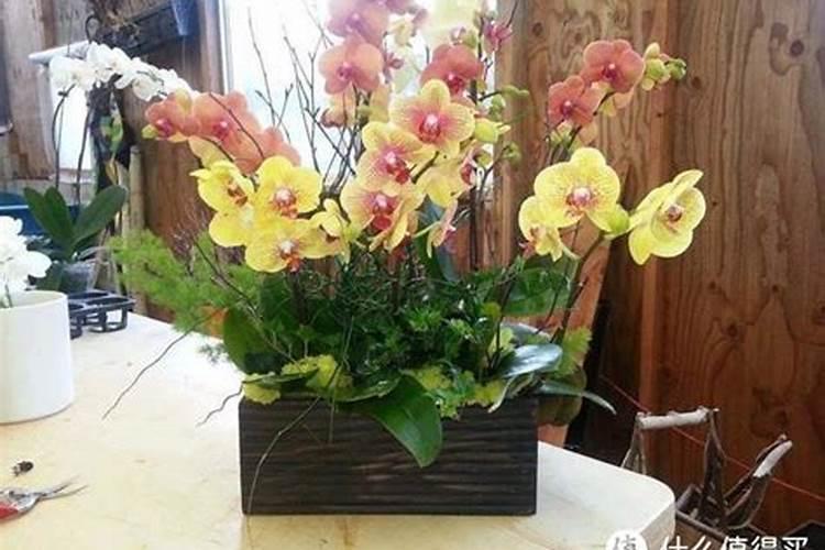 兰花施磷酸二氢钾的方法