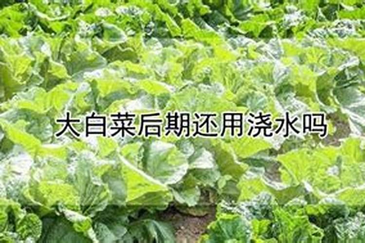 白菜霜降后浇水可以吗？入冬前还浇水吗